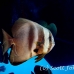 batfish_longfin_jk_h_0705_png0727.jpg
